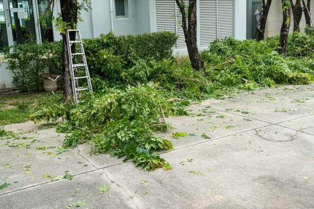 Professional Tree Removal in Middleburg Heights, OH