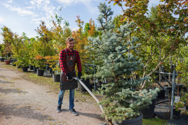 Best Tree Removal  in Middleburg Heights, OH